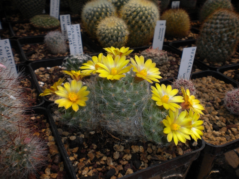 Mammillaria baumii 