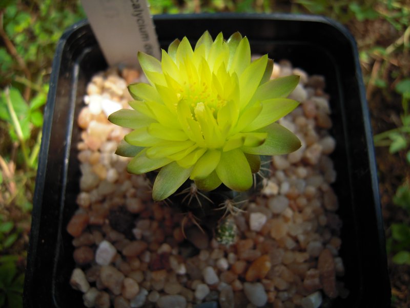 Gymnocalycium doppianum 