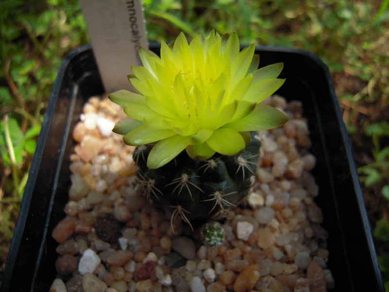 Gymnocalycium doppianum 