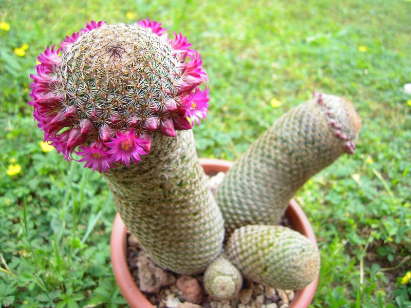 Mammillaria matudae 