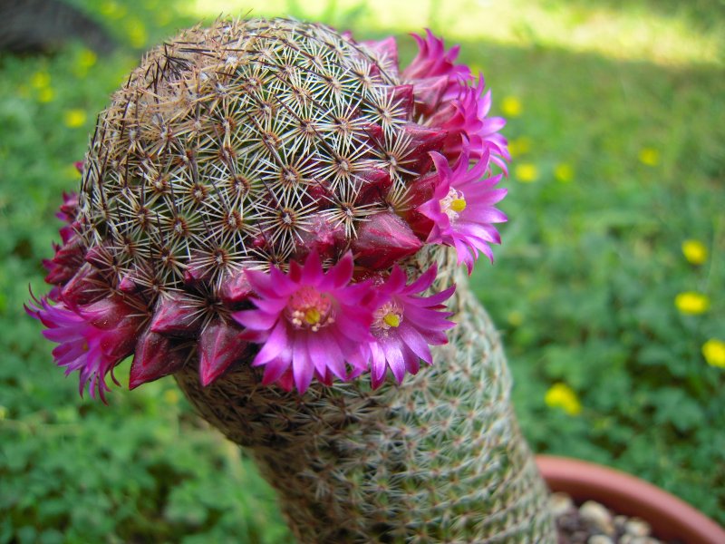 Mammillaria matudae 