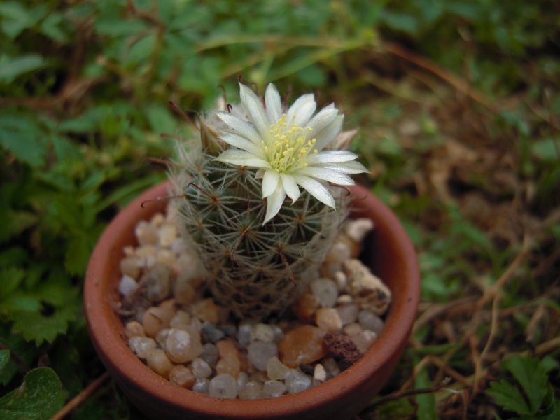 Mammillaria nana ssp. duwei MZ707