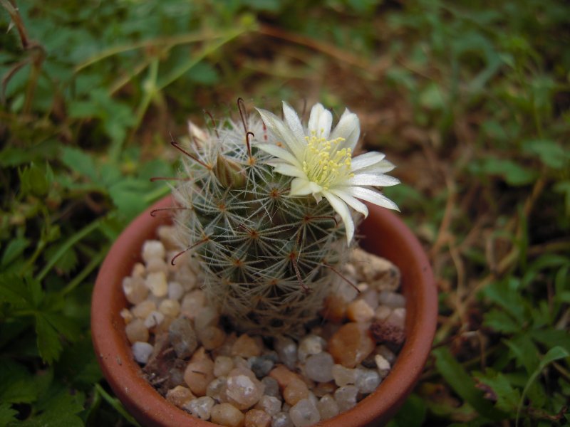 Mammillaria nana ssp. duwei MZ707