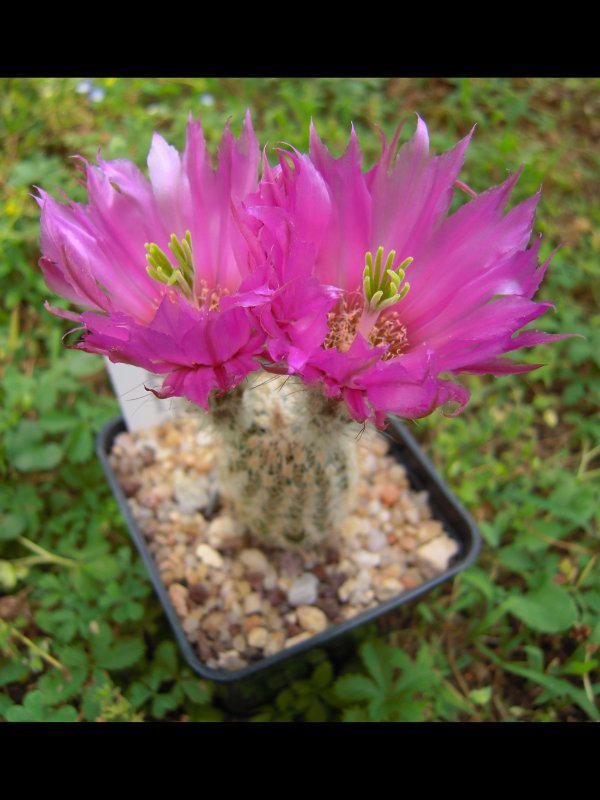 Echinocereus  chisoensis LZ398