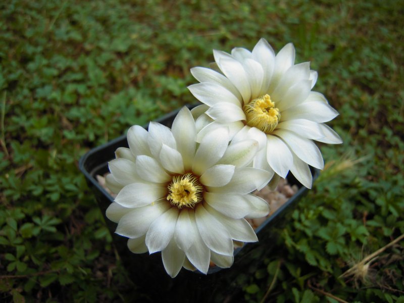 Gymnocalycium glaucum 