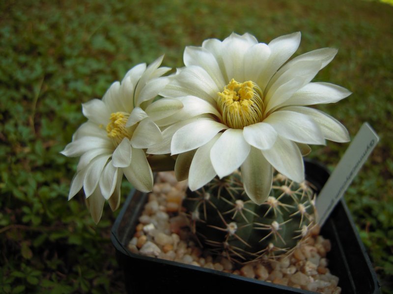 Gymnocalycium glaucum 