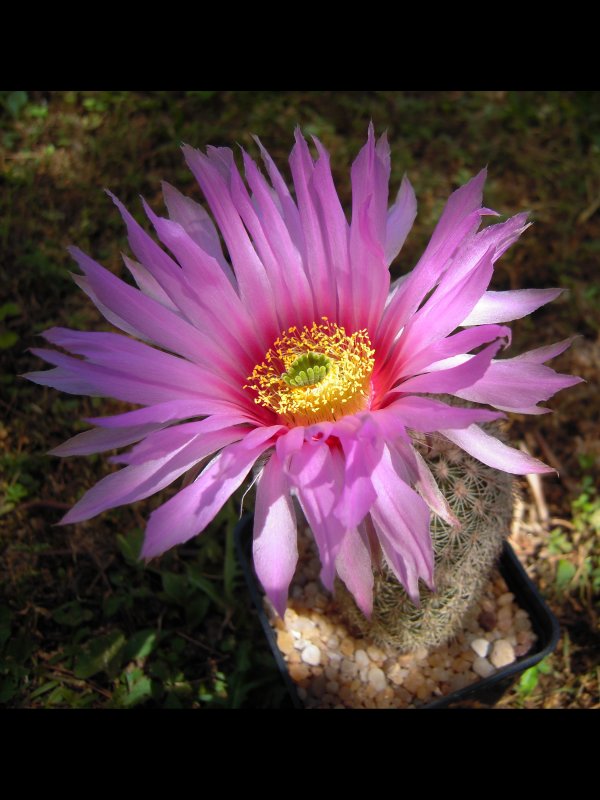 Echinocereus lloydii SB1082