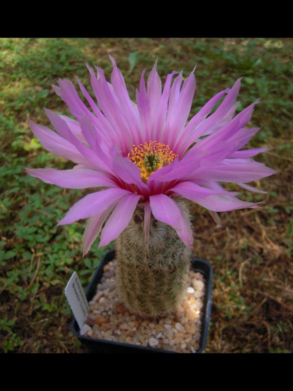 Echinocereus  lloydii SB1082