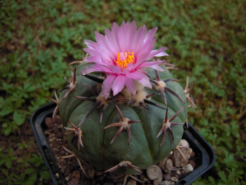 Echinocactus horizonthalonius 