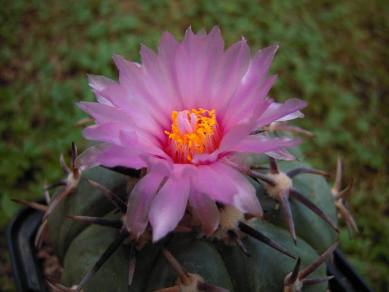 Echinocactus horizonthalonius 