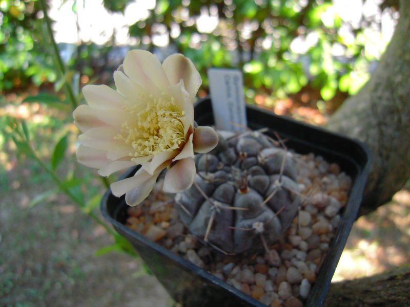 gymnocalycium vatteri fa.