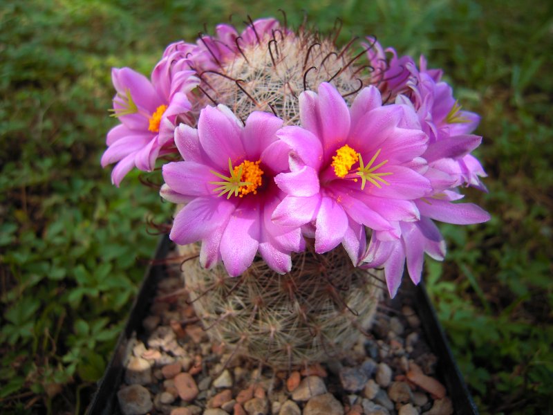 Mammillaria grahamii 