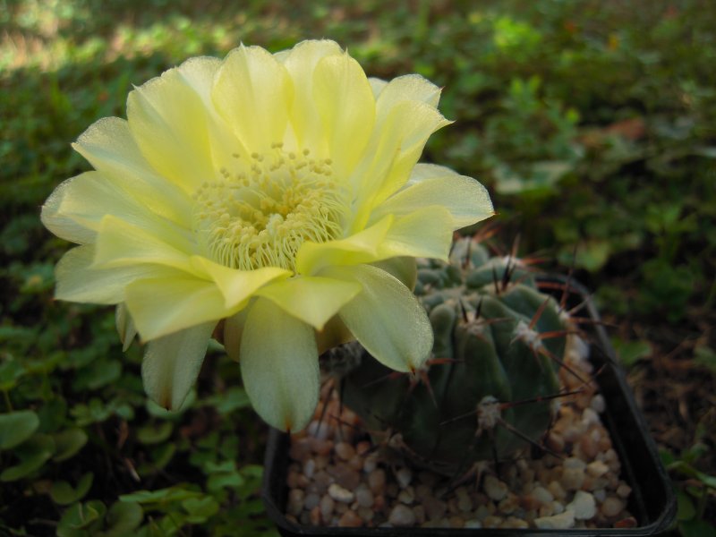 Acanthocalycium glaucum 