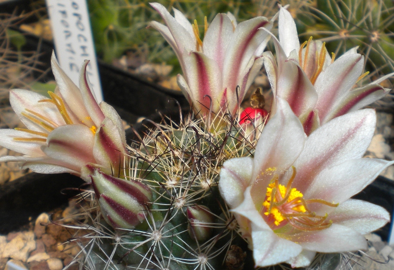 Mammillaria hutchisoniana ssp. louisae 