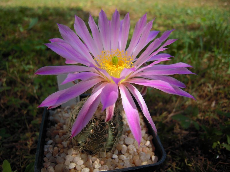 Echinocereus sciurus v. floresii 