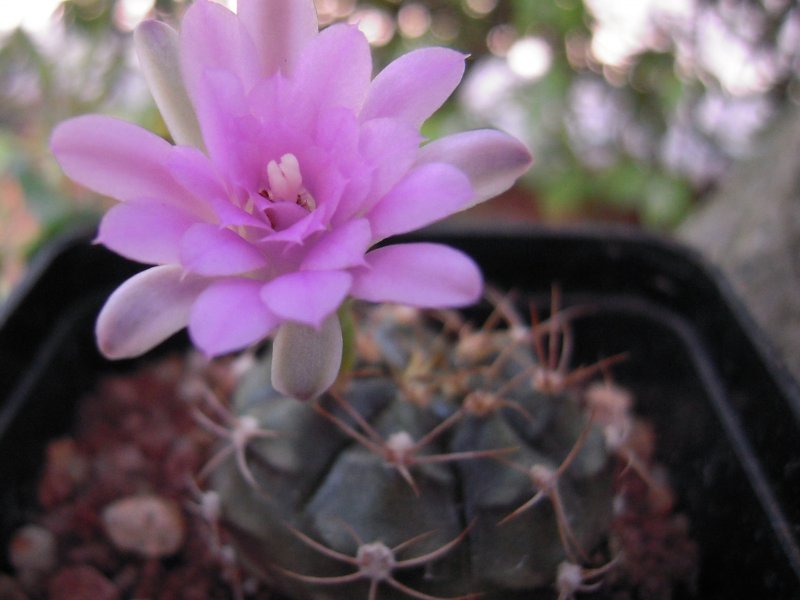 Gymnocalycium damsii cv. red blush 