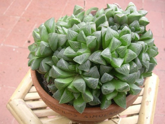 haworthia geraldii