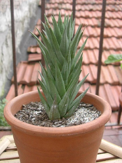 Haworthia glauca 