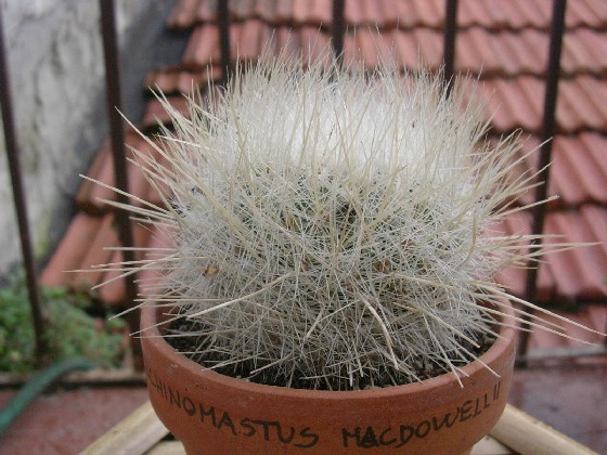 Echinomastus macdowellii 