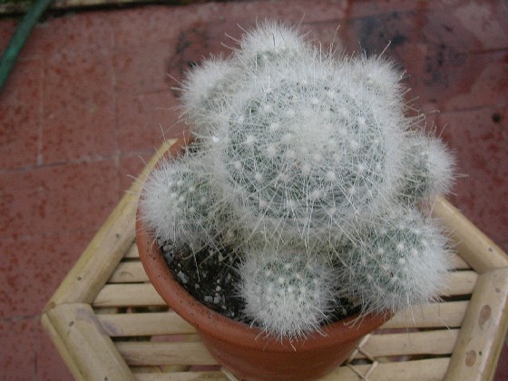 Mammillaria senilis 