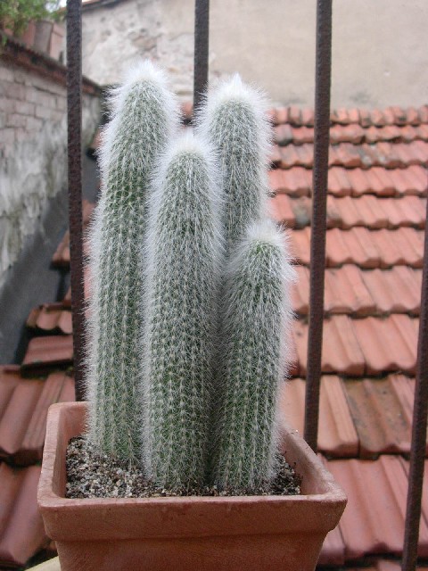 Cleistocactus strausii 