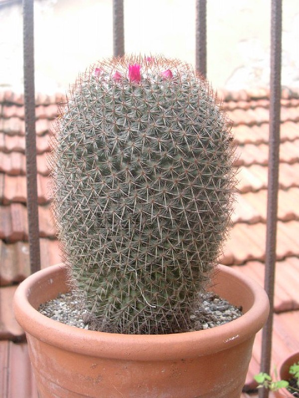 Mammillaria polythele 