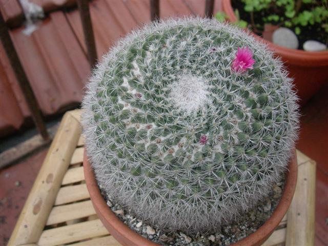 Mammillaria hahniana 