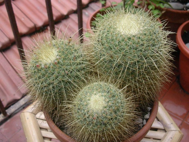 Mammillaria dixanthocentron 