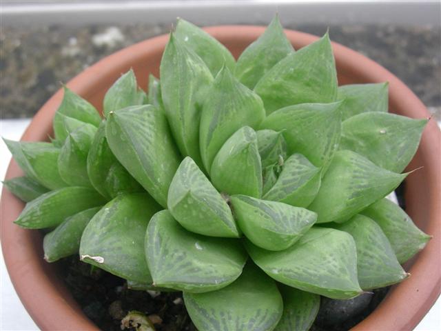 Haworthia cymbiformis 