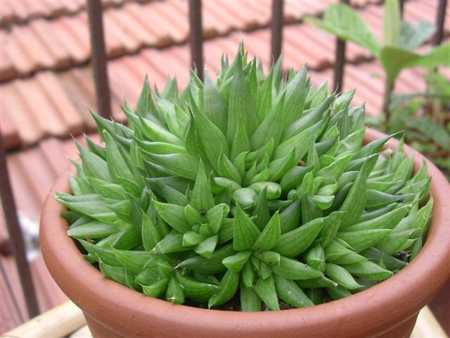 Haworthia batesiana 