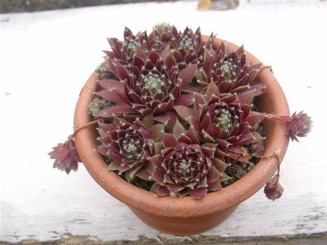 Sempervivum cv. 'bellot’s pourpre' 