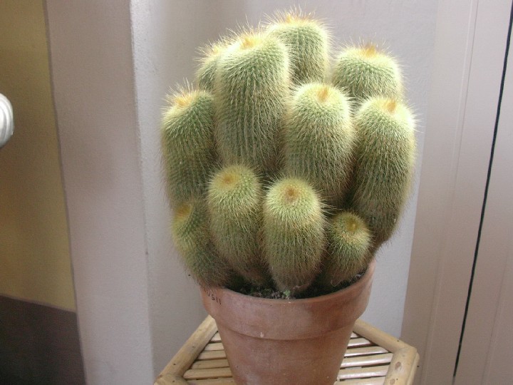 Parodia leninghausii 