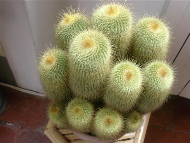 Parodia leninghausii 