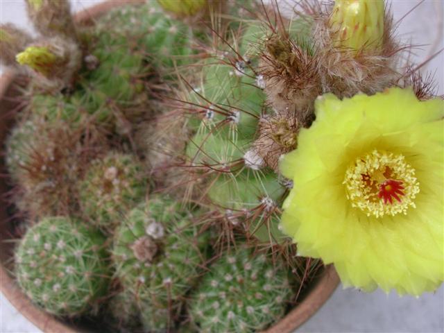 Parodia ottonis 