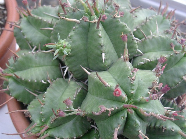 Euphorbia meloformis 