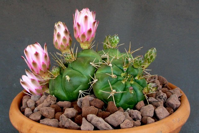 Gymnocalycium eurypleurum 