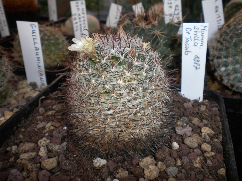 Mammillaria stella-de-tacubaya 