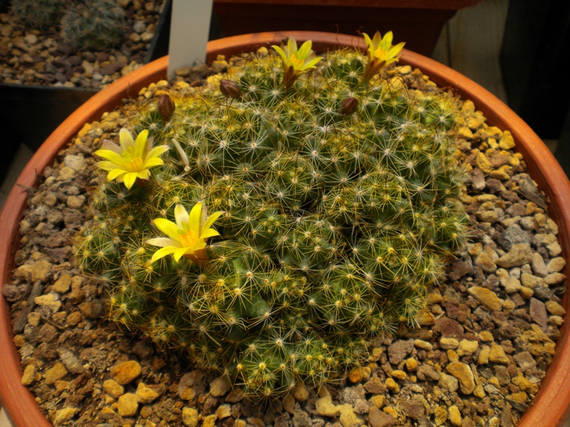 Mammillaria surculosa 