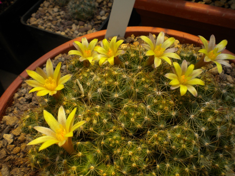 Mammillaria surculosa 