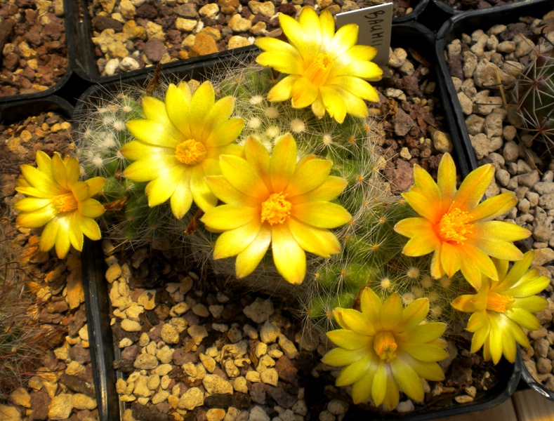 Mammillaria baumii 