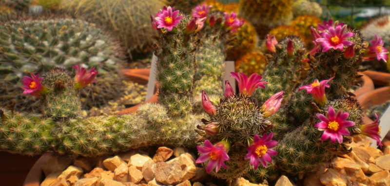 Mammillaria sphacelata ssp. viperina HO 99