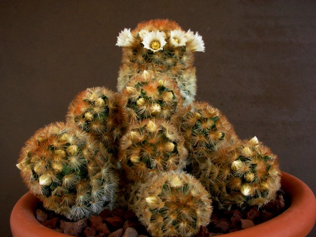 Mammillaria carmenae 