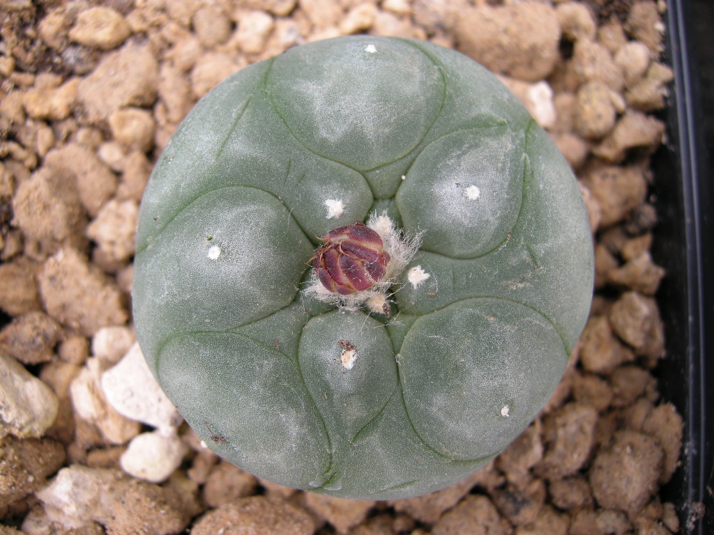 Lophophora diffusa MK 85.255