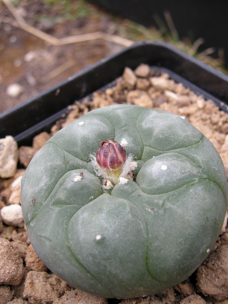 Lophophora diffusa MK 85.255