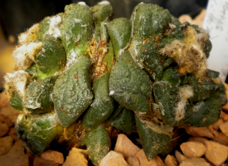 Ariocarpus fissuratus 