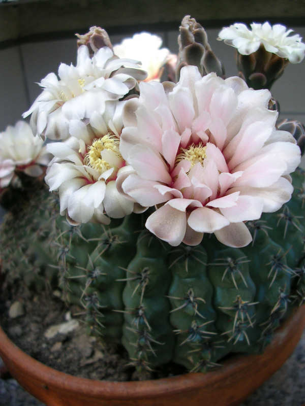 Gymnocalycium quehlianum 