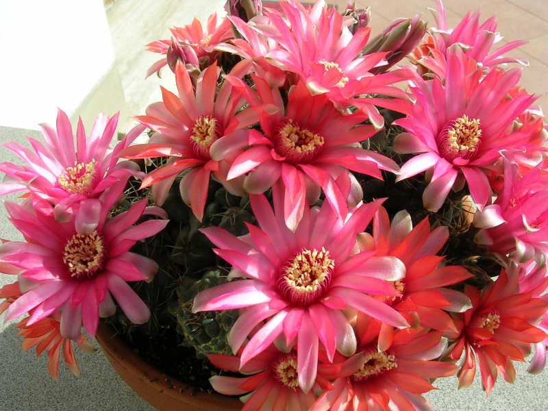 Gymnocalycium baldianum 