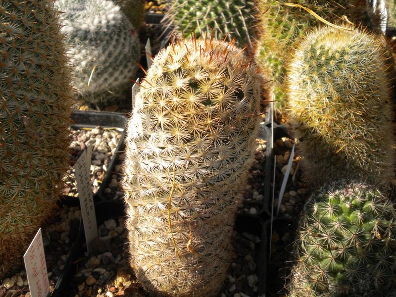 Mammillaria gasseriana HK 350