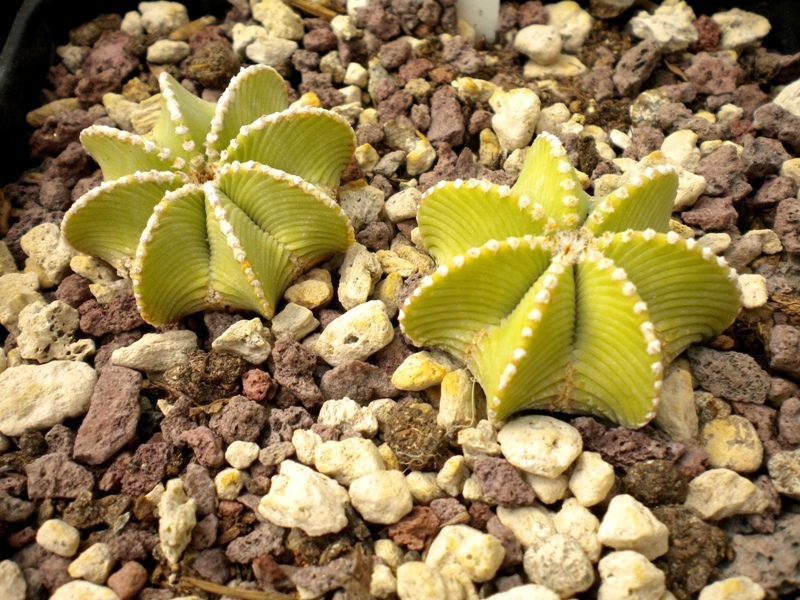 Aztekium hintonii CH 502