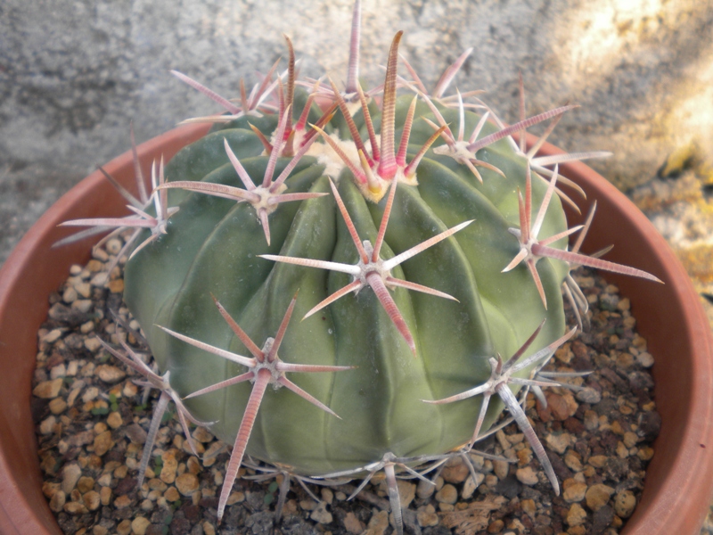 Echinocactus texensis CH 569